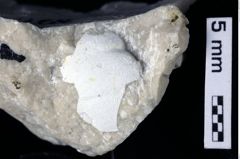 Foto (Detailansicht) von Decapoda indet. (NHMW-GEO-1990-0041-0397)